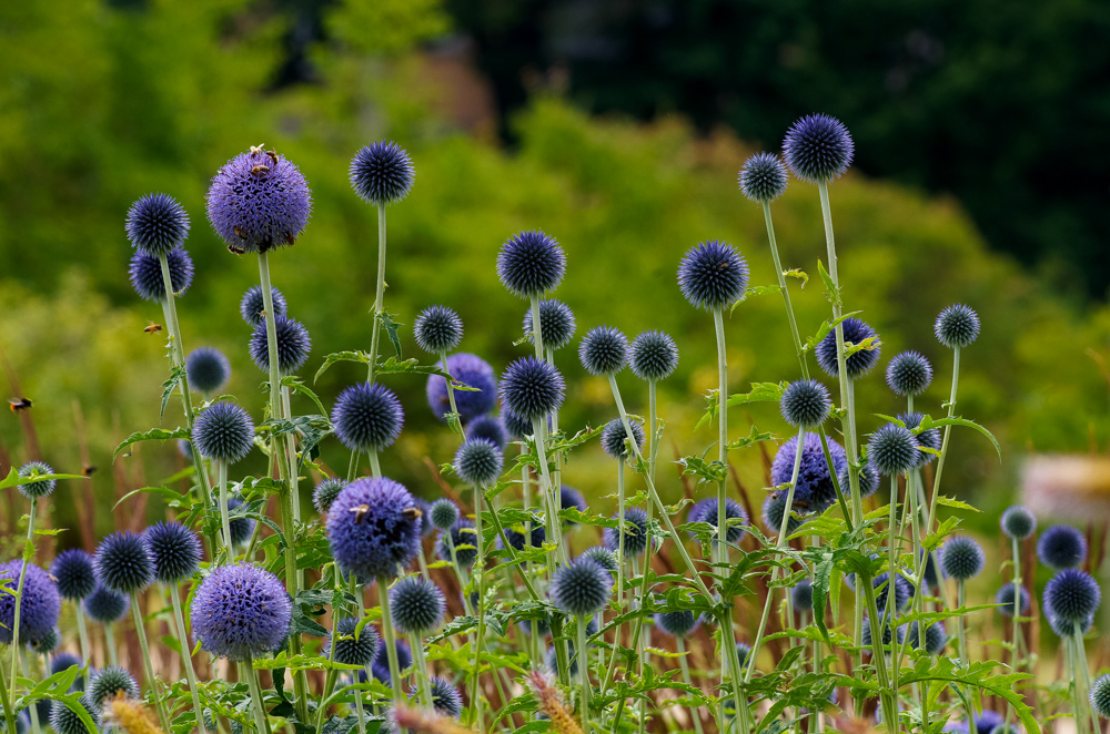 Im Botanischen Garten 1