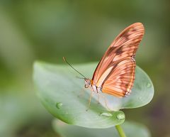 Im Botanischen Garten 1