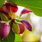 im botanischen Garten