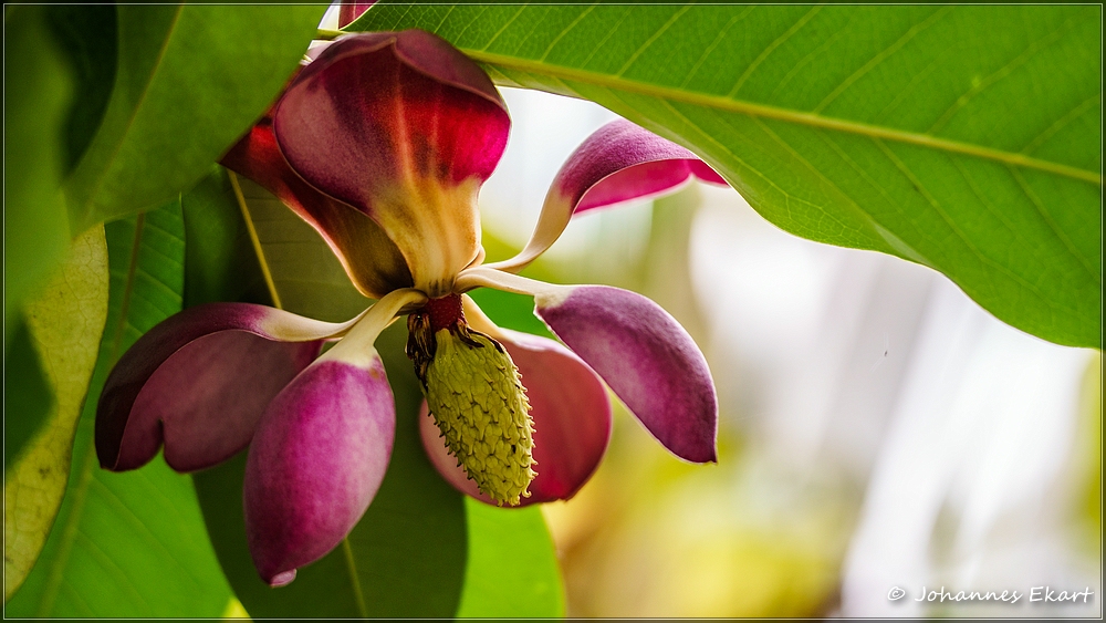 im botanischen Garten