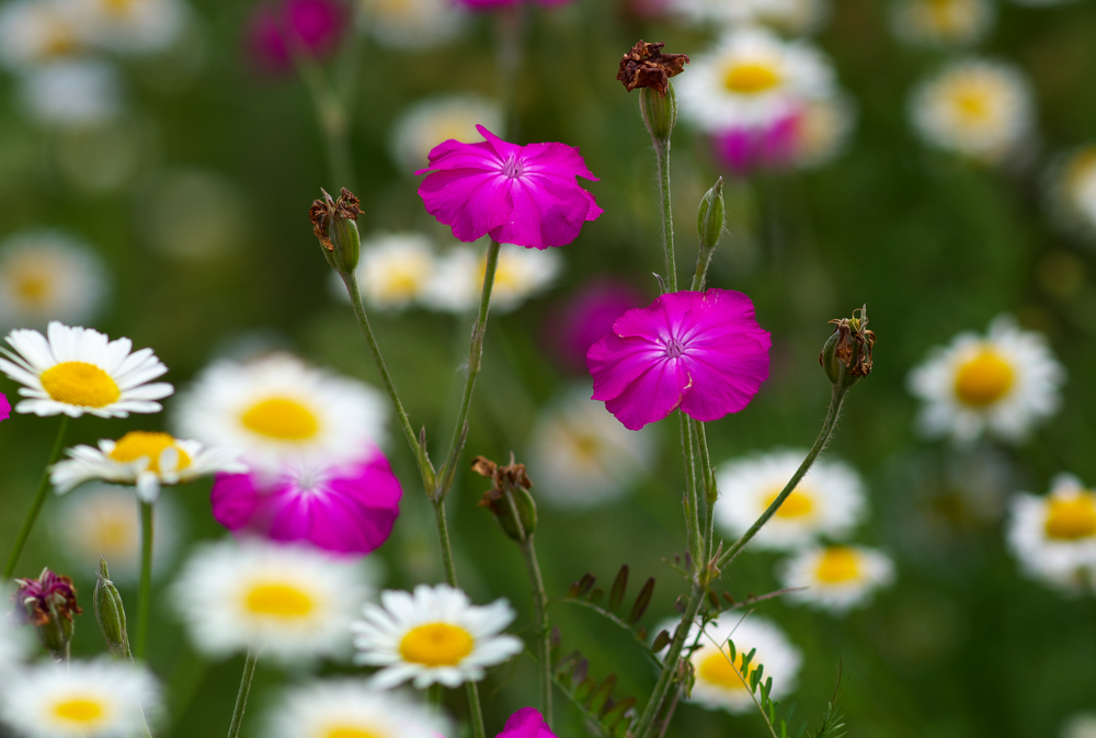 Im Botanischen Garten 2