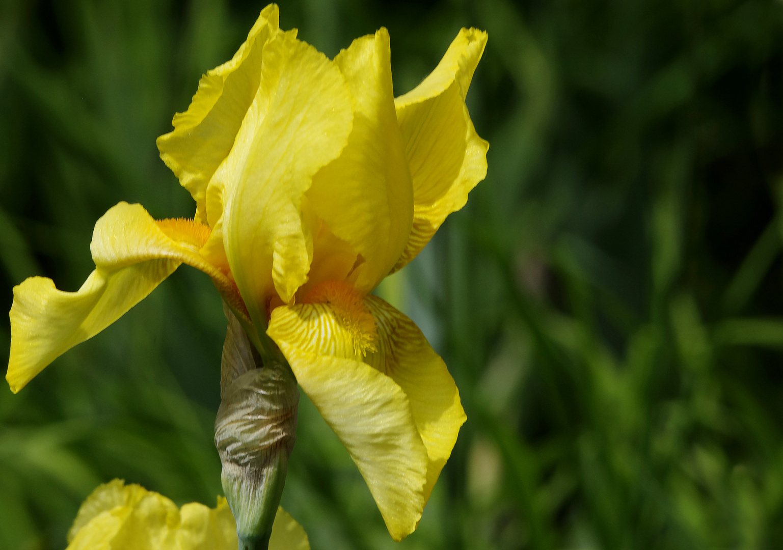 im botanischen Garten...