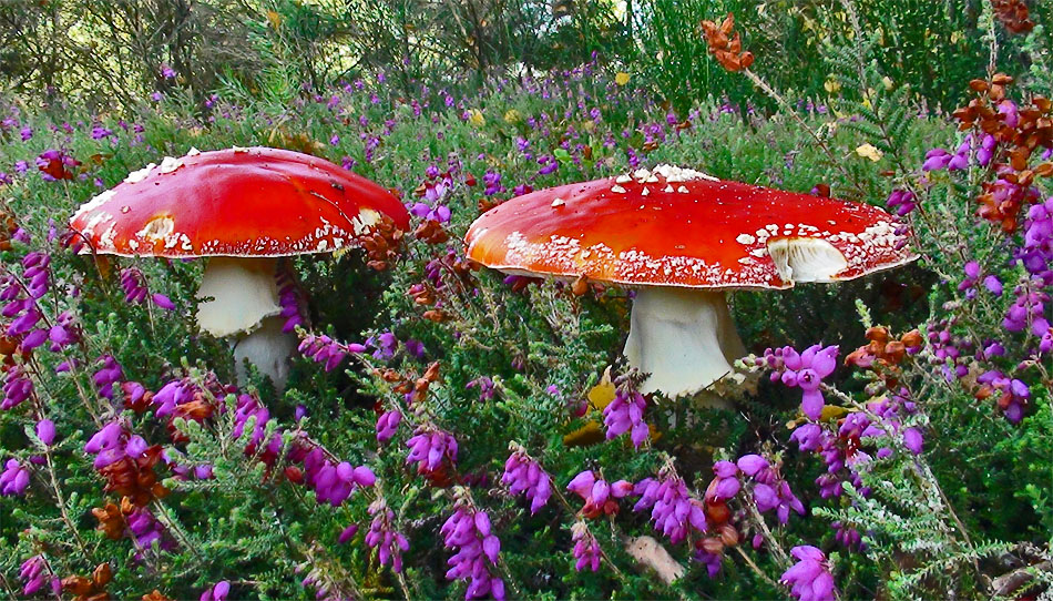 Im botanischen Garten...