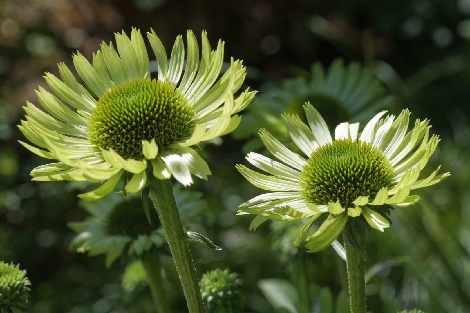 im botanischen Garten Foto & Bild sommer, makro, natur