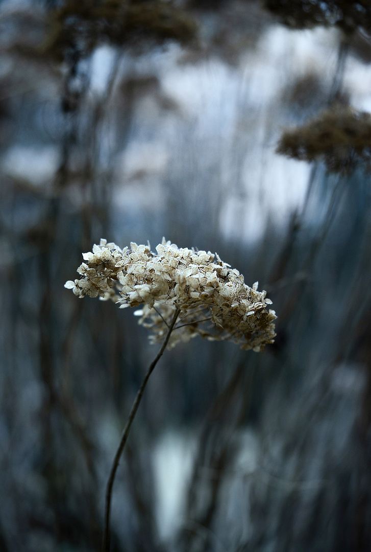 Im Botanischen Garten ...