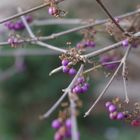 im Botanischen Garten