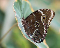 Im Botanischen Garten 3