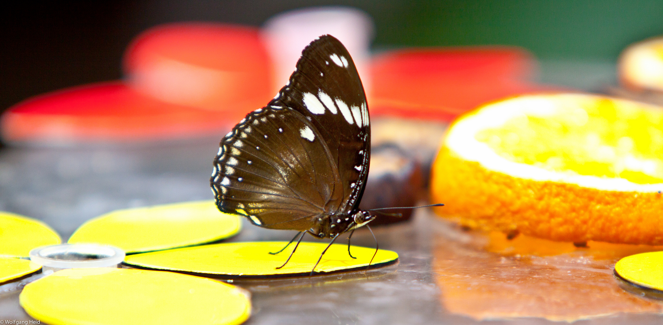 Im Botanischen Garten 3