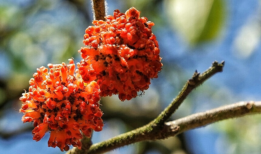 im botanischen Garten 