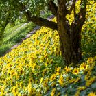 im botanischen Garten 