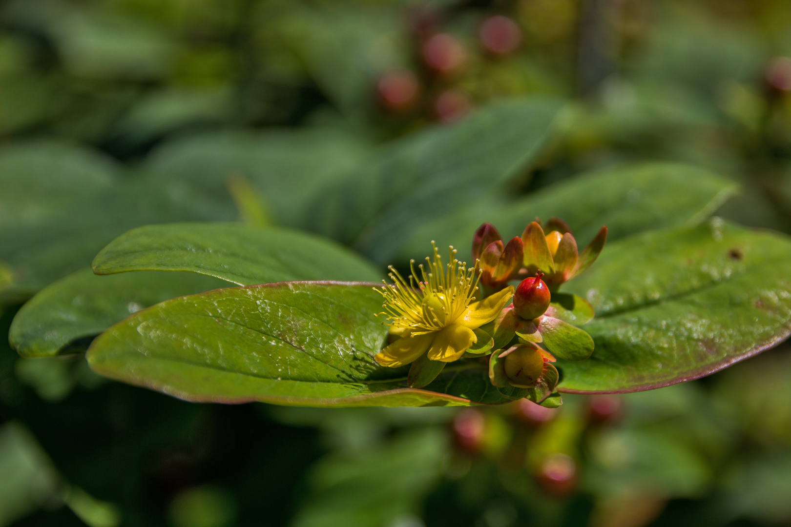 Im botanischen Garten