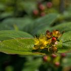 Im botanischen Garten