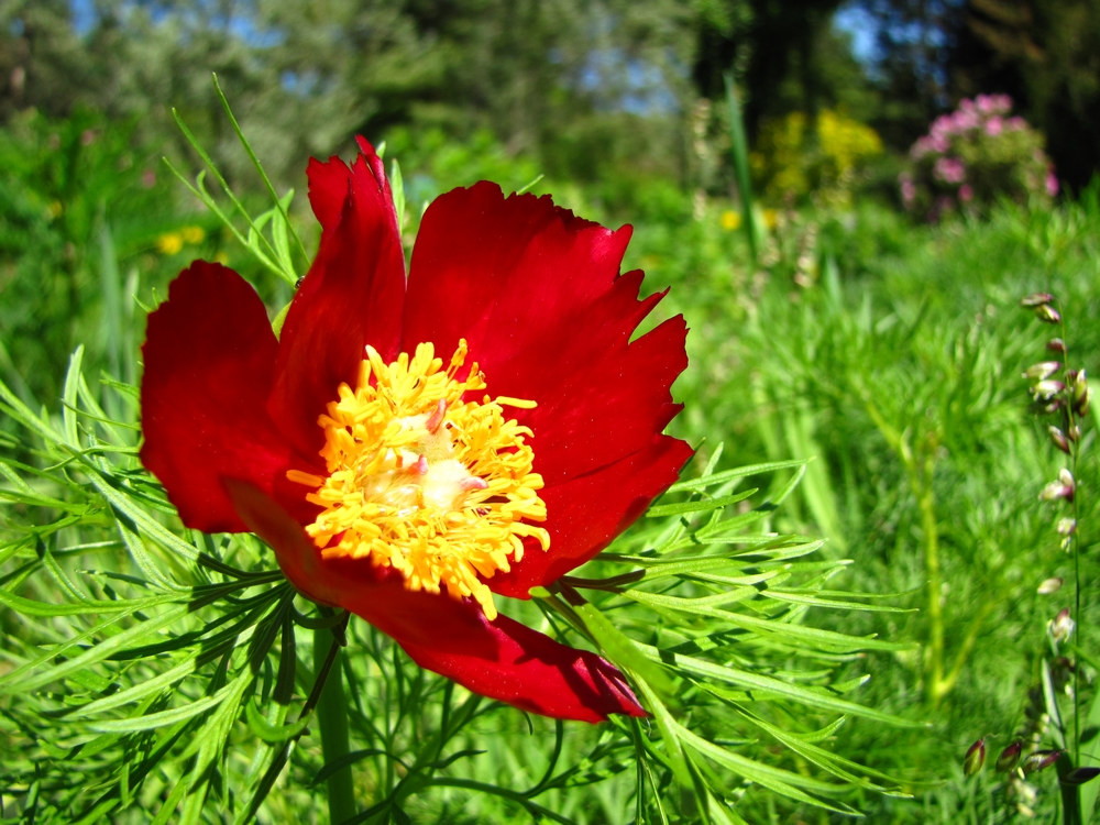 Im Botanischen Garten