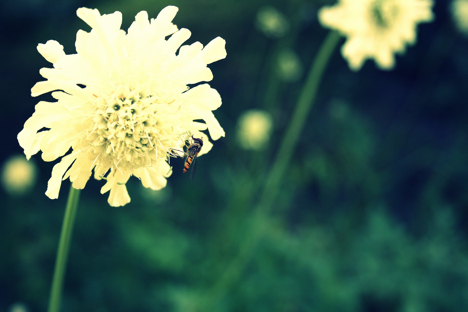 Im Botanischen Garten