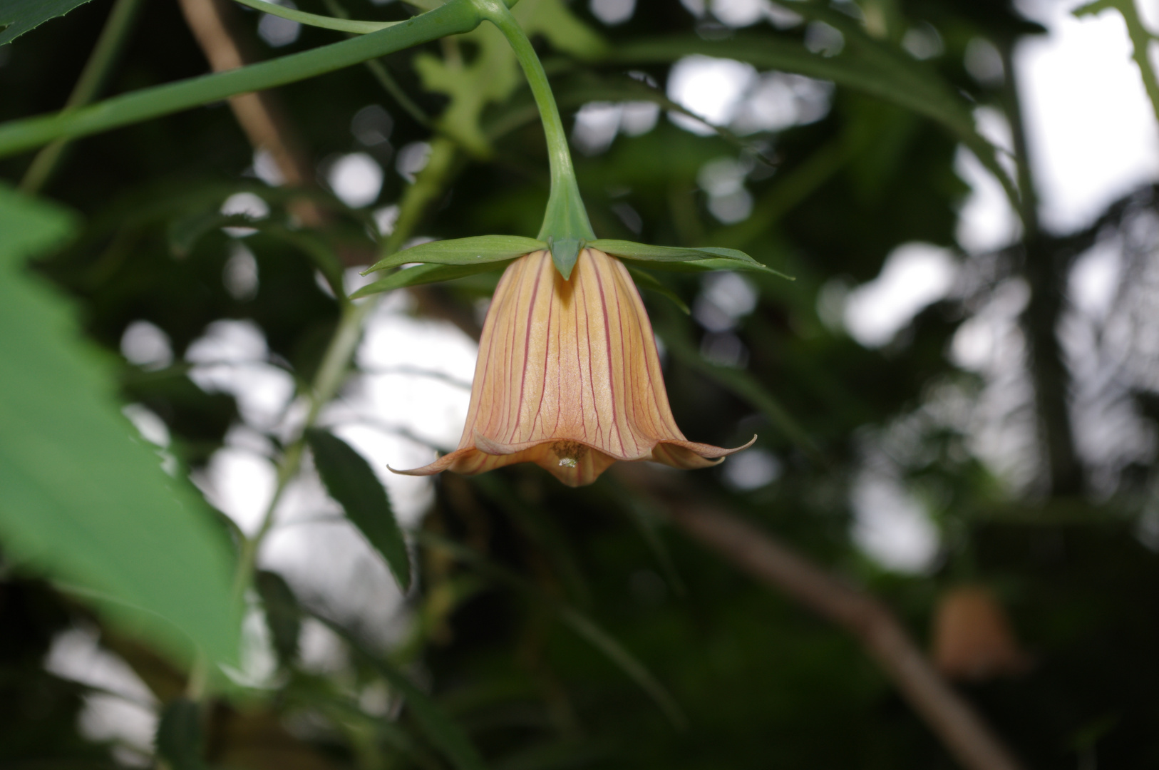 im Botanischen Garten