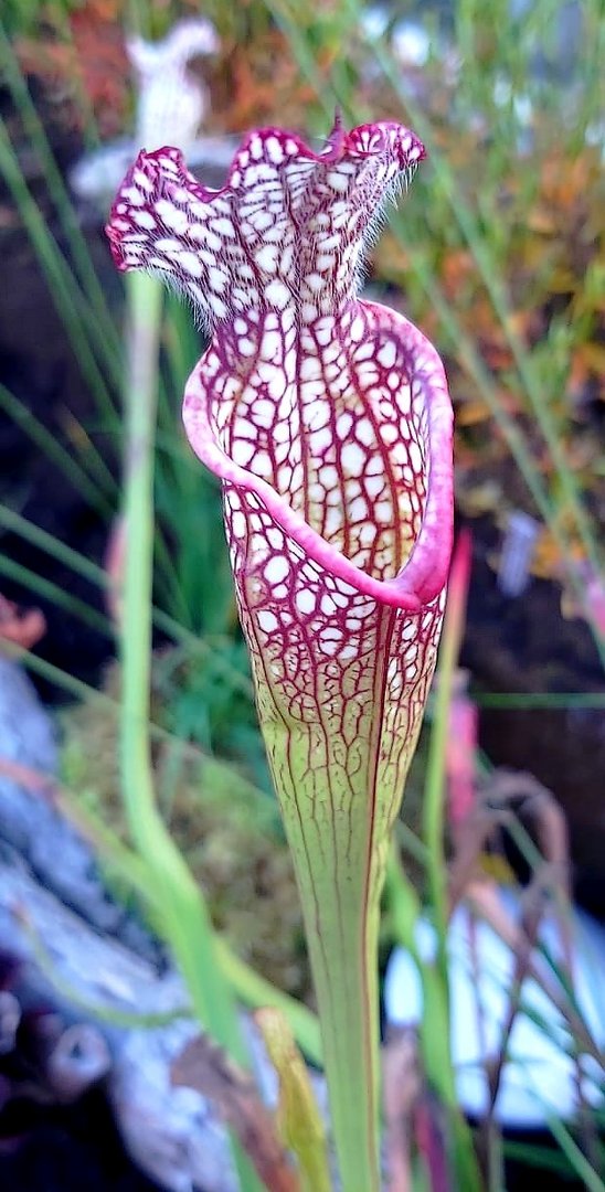 Im Botanischen Garten (5)