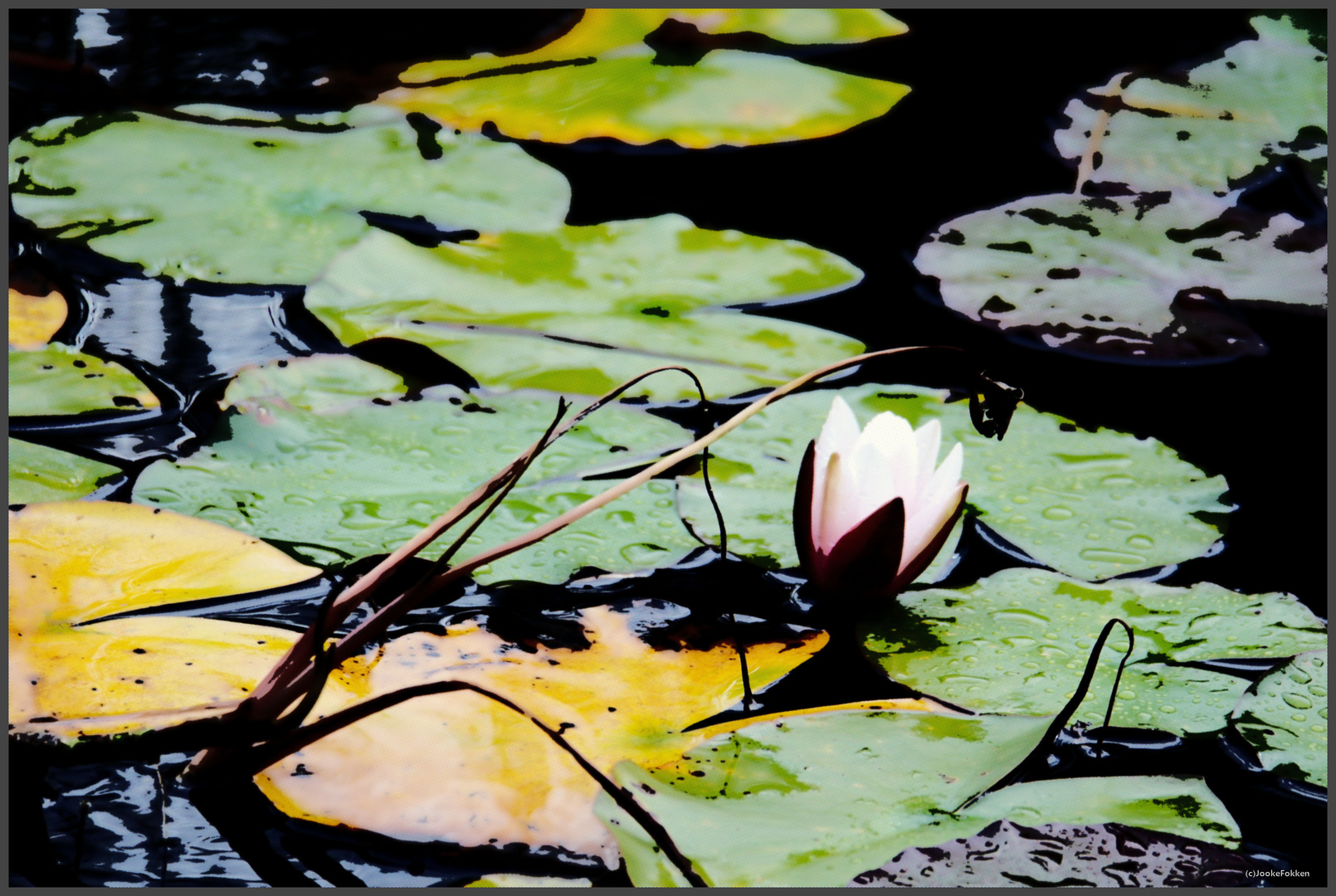 Im Botanischen Garten