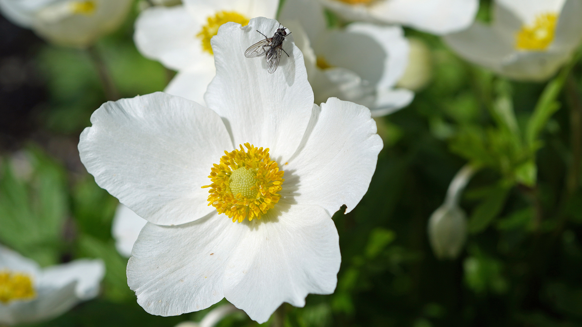 im botanischen Garten