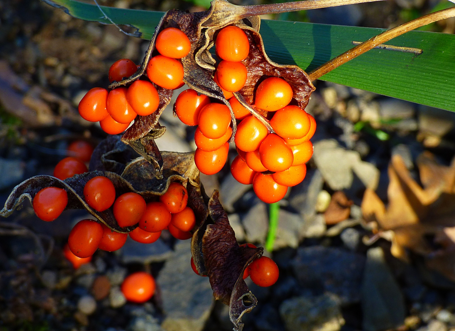 Im Botanischen Garten . . .