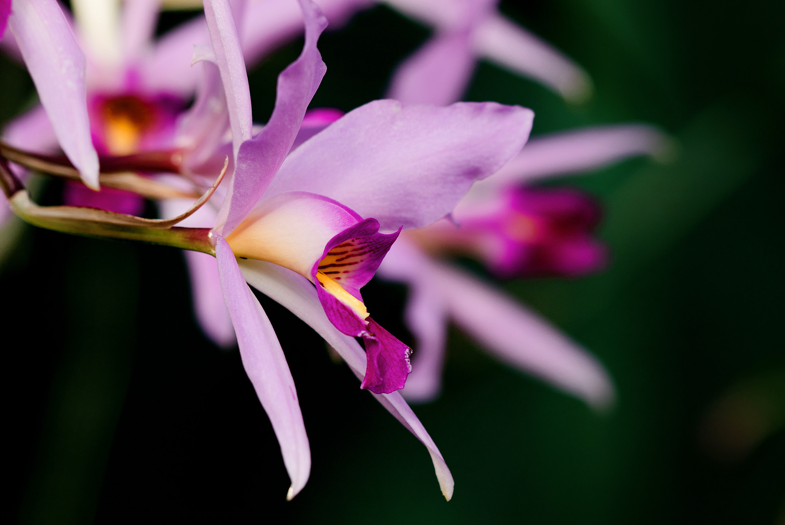 Im Botanischen Garten..