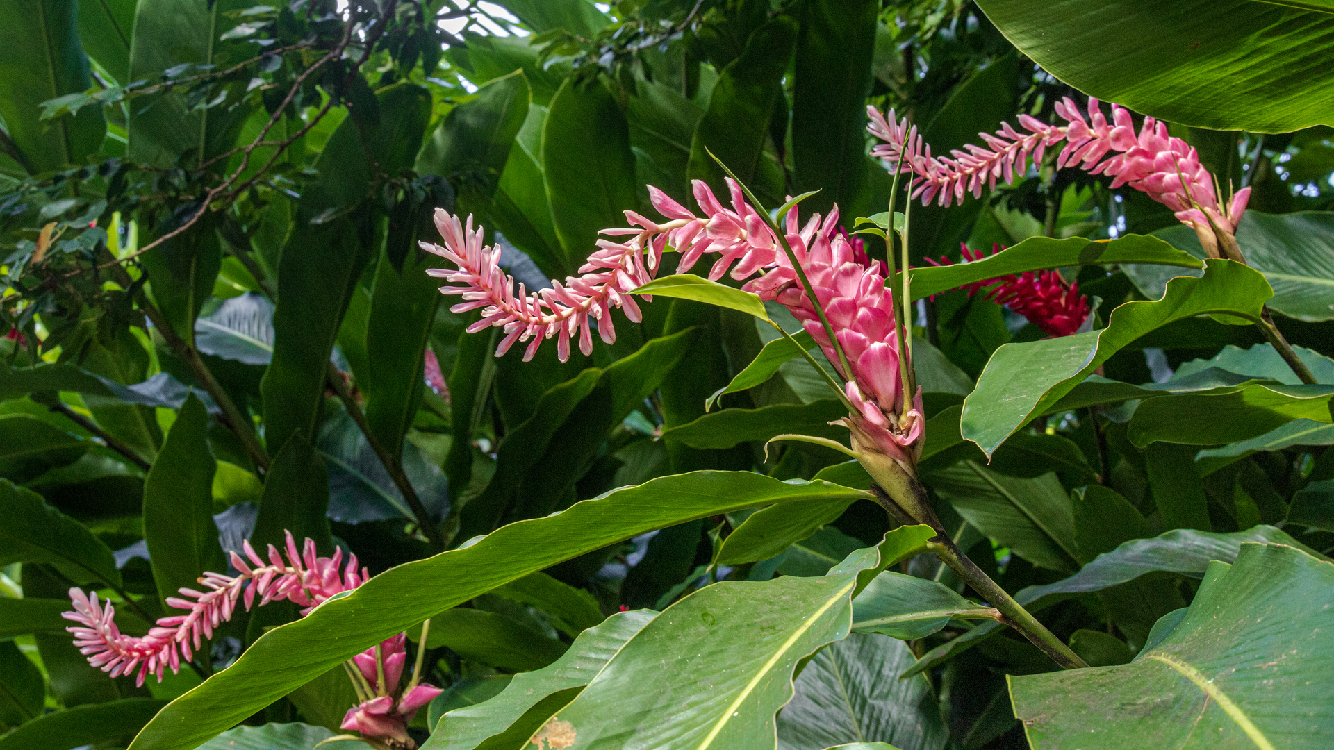 im botanischen garten