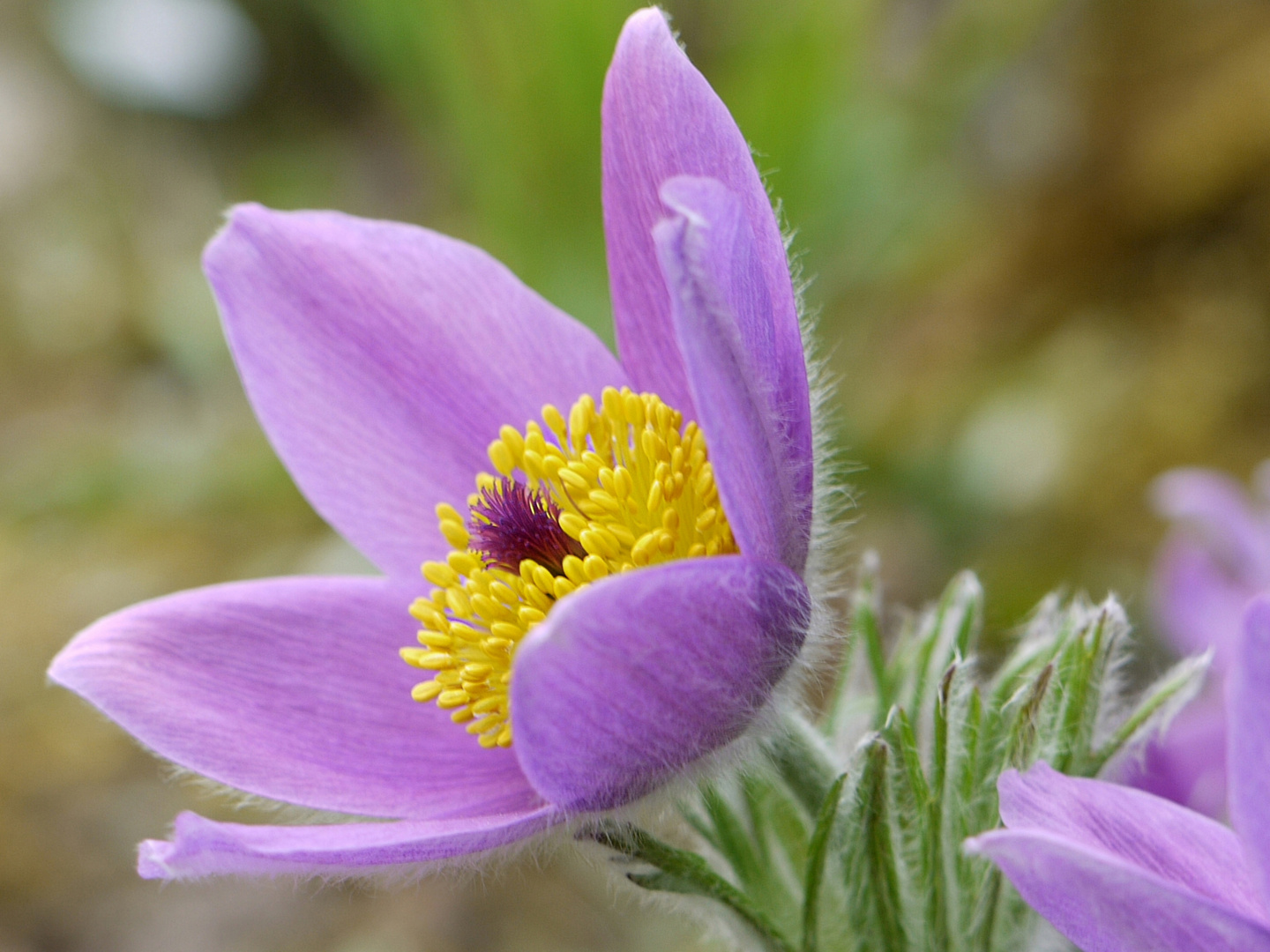 Im botanischen Garten 