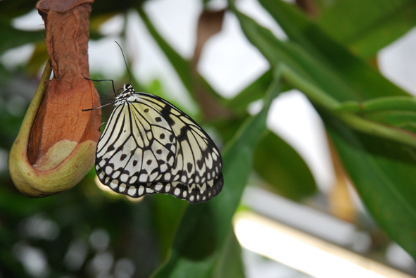 Im Botanischen Garten