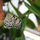 Im Botanischen Garten