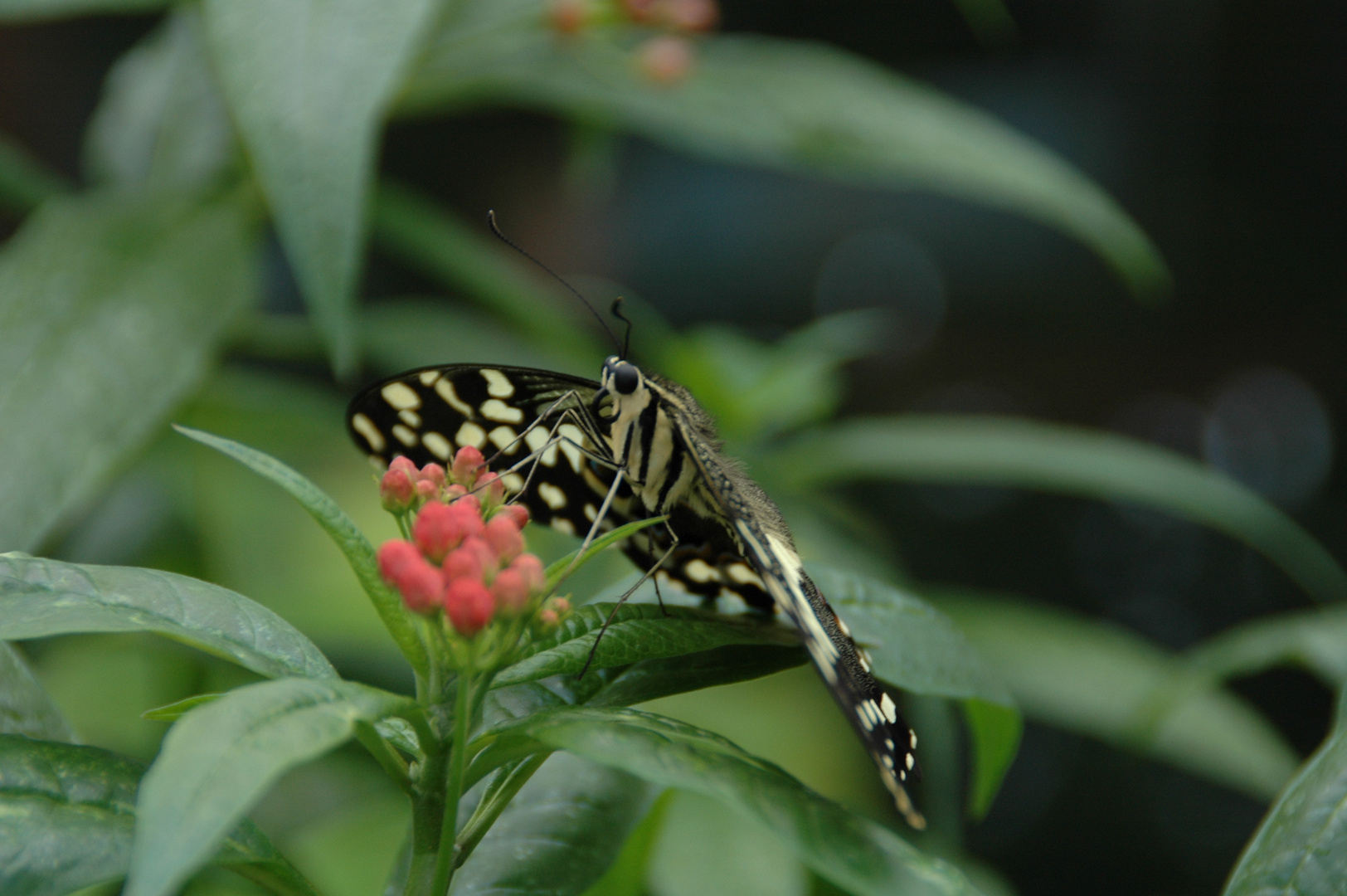 Im Botanischen Garten