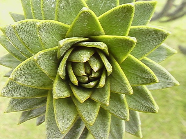 im Botanischen Garten