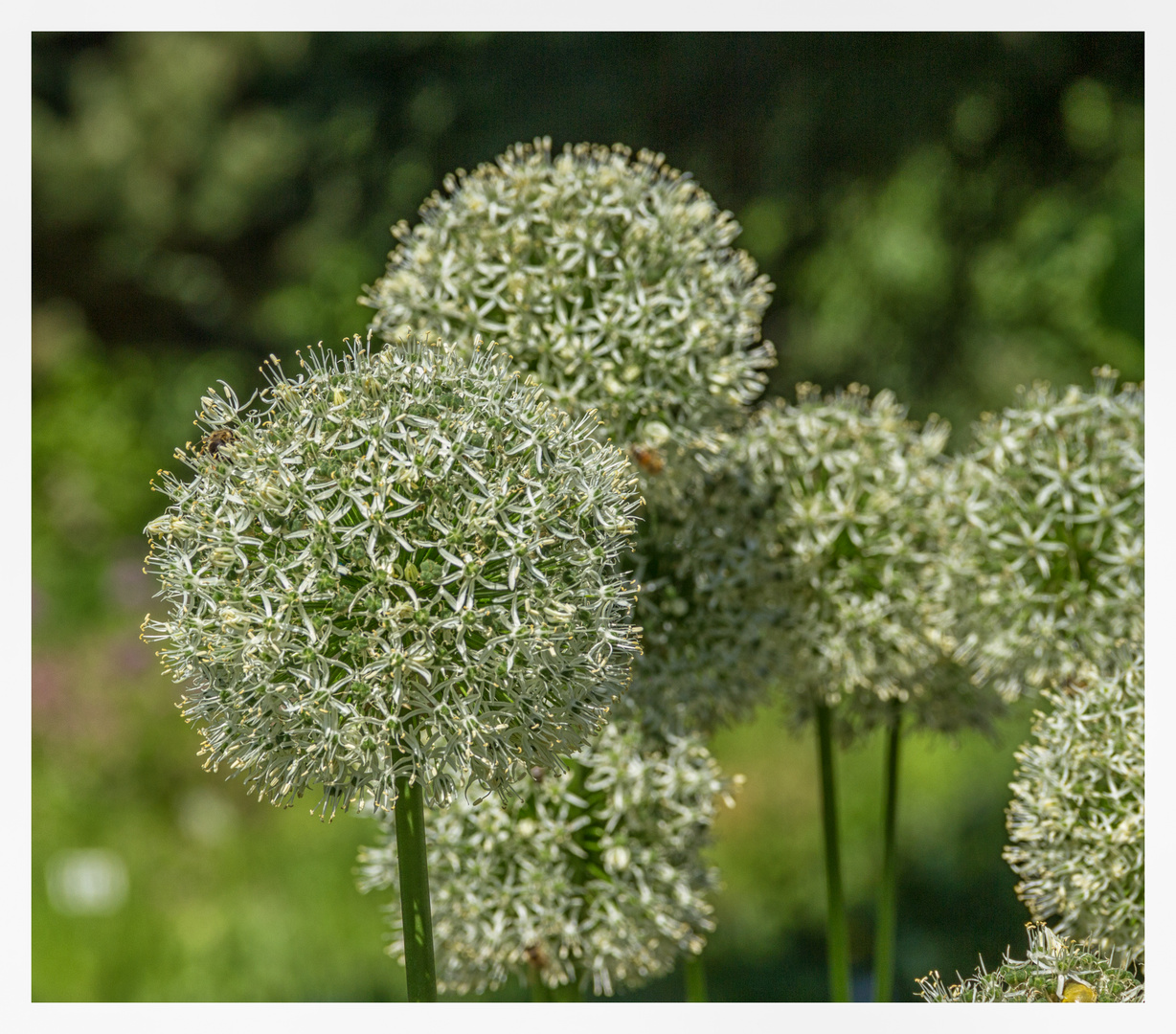 im Botanischen Garten