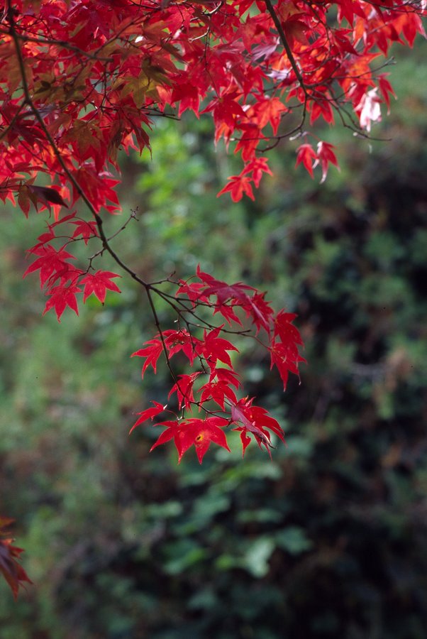 im Botanischen Garten