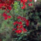 im Botanischen Garten