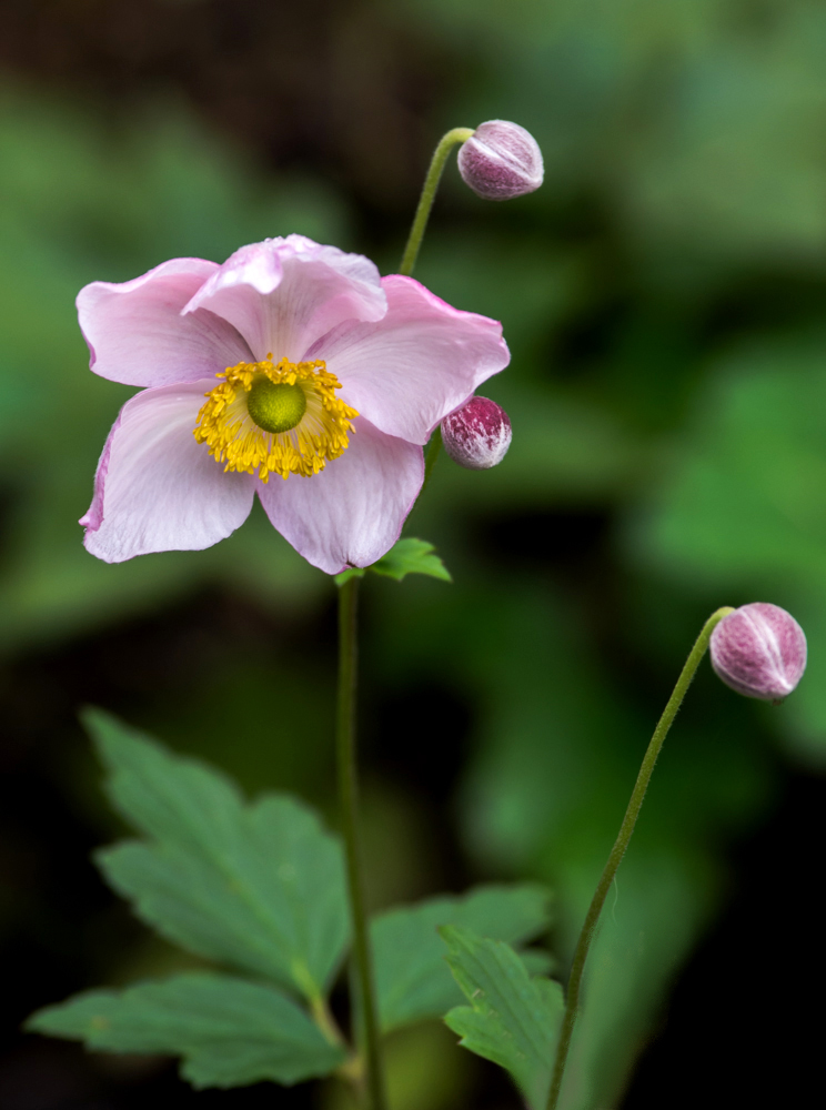 Im Botanischen Garten