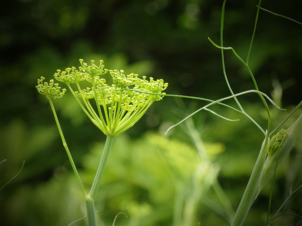 Im Botanischen Garten