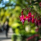 Im Botanischen Garten