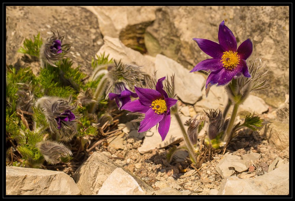 Im Botanischen Garten