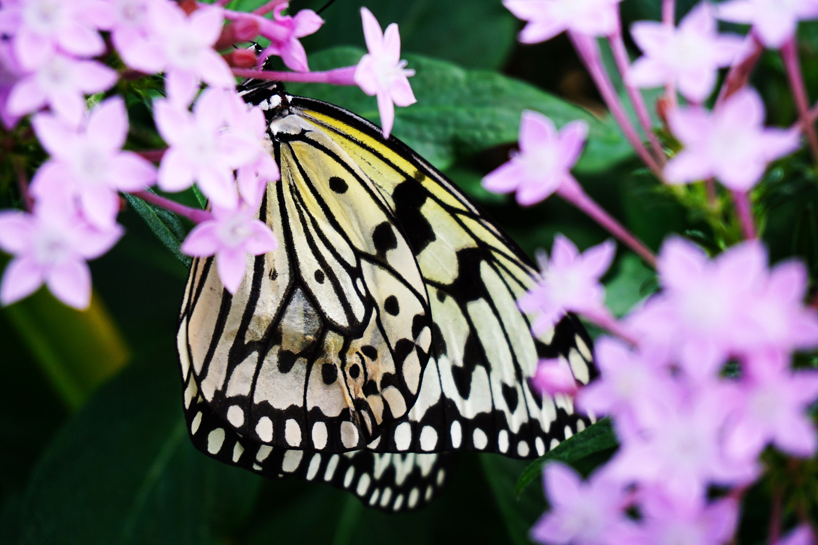 Im botanischen Garten