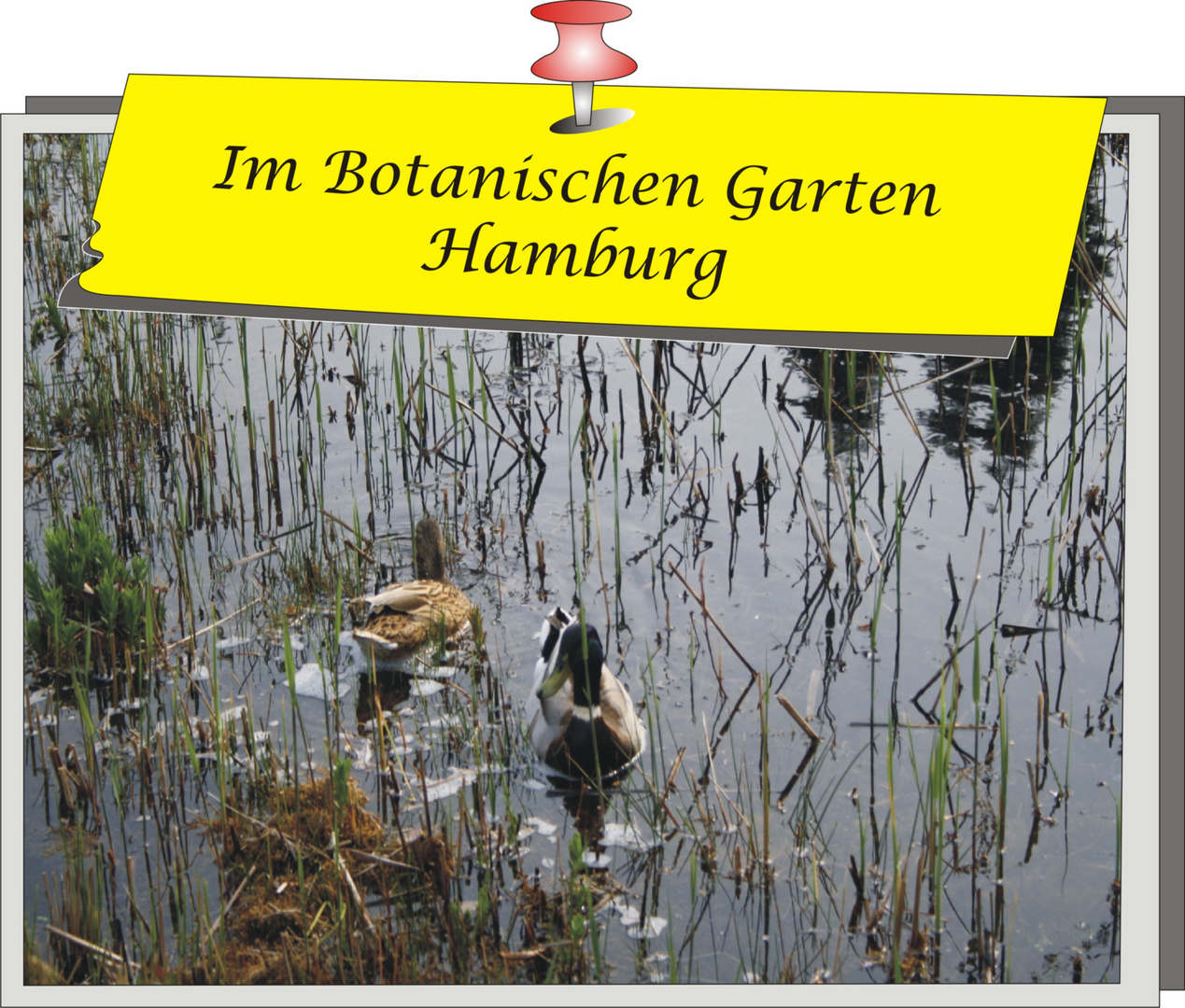 Im Botanischen Garten