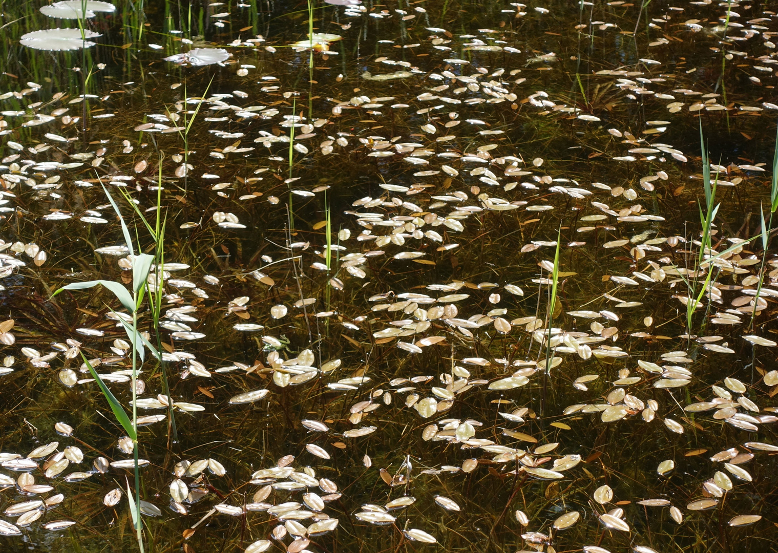 im botanischen Garten