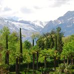 im Botanischen Garten