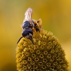 im botanischen Garten Bayreuth