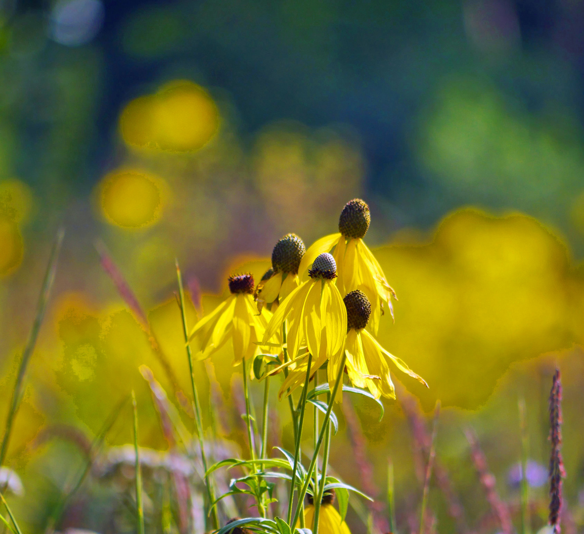 im Botanischen Garten Bayreuth