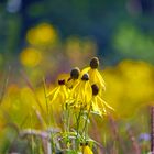 im Botanischen Garten Bayreuth