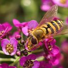 Im Botanischen Garten !