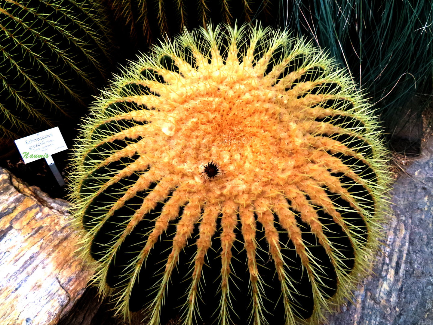 Im Botanischen Garten Berlin