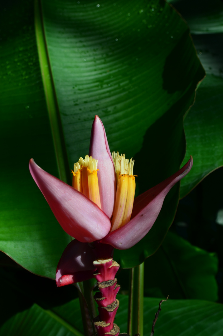 Im Botanischen Garten Berlin-Dahlem