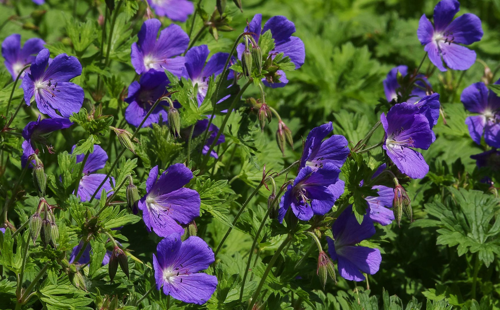 im botanischen Garten...