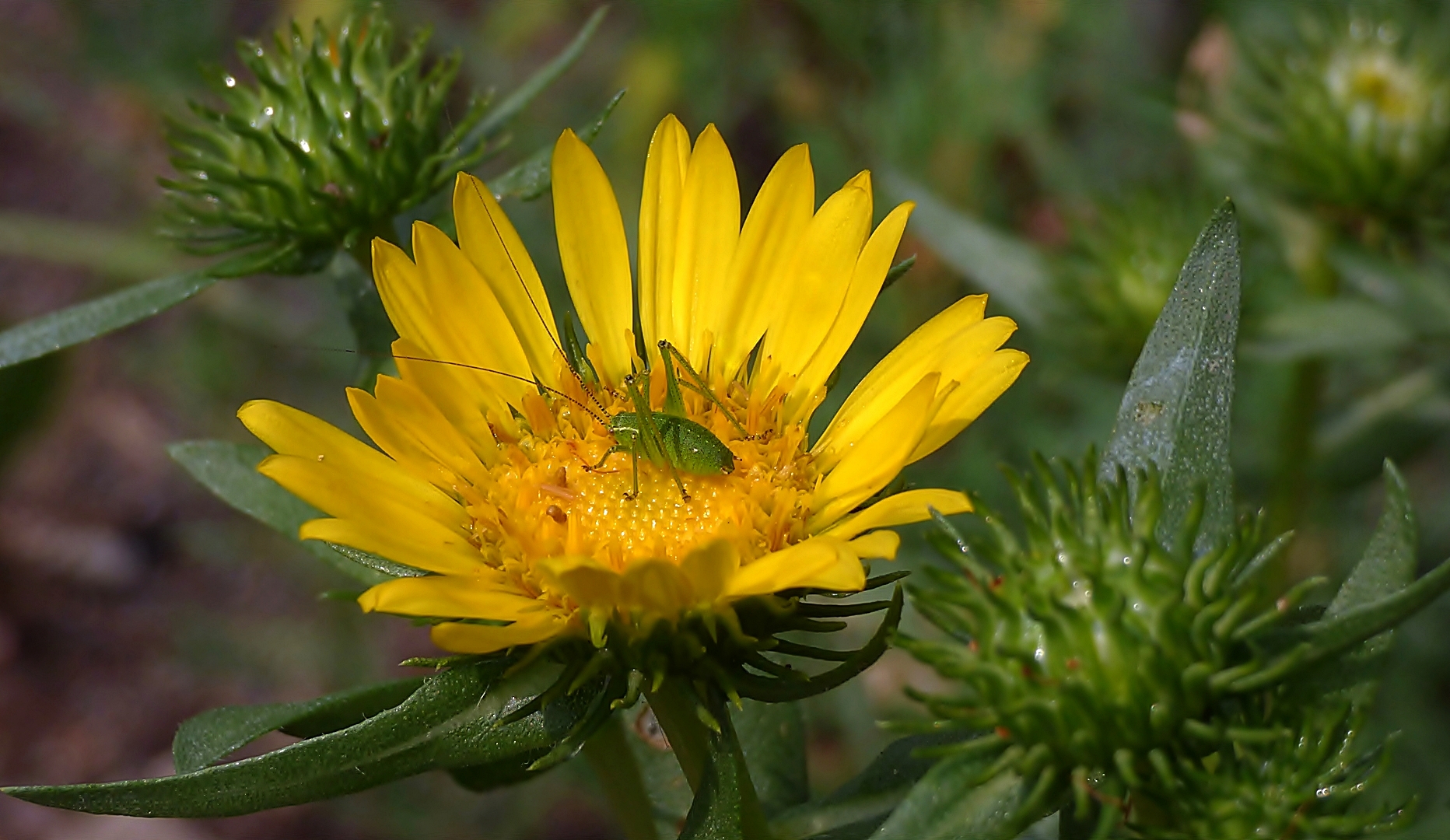 Im Botanischen Garten Bochum . . .