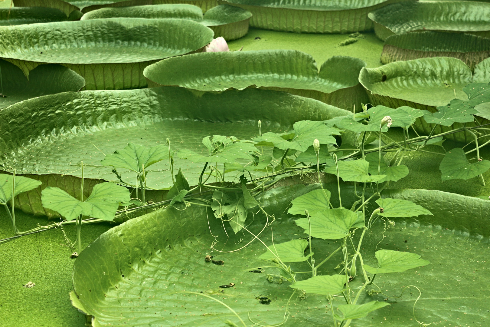 Im Botanischen Garten Bochum ...